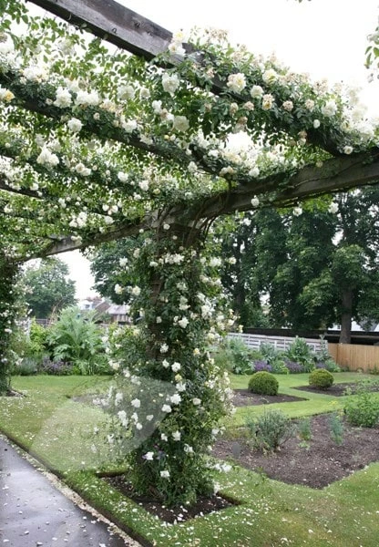 Rosa 'Albéric Barbier' 4 Rosa 'Albéric Barbier' - Image 2