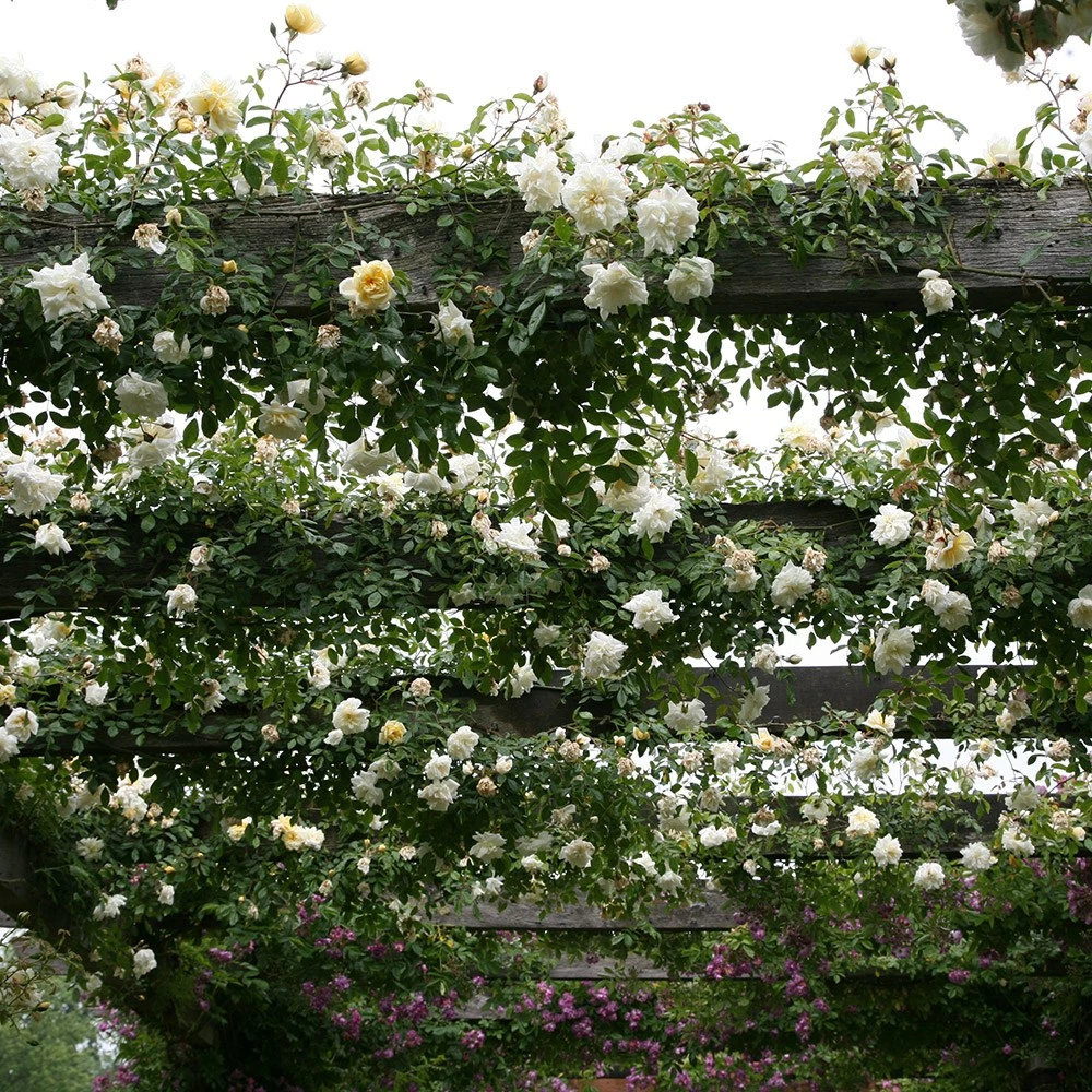 Rosa 'Albéric Barbier' 5 Rosa 'Albéric Barbier' - Image 3