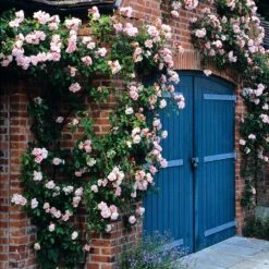 Rosa 'Albertine' 7 Rosa 'Albertine' -plant store pl0000001273 card2 lg