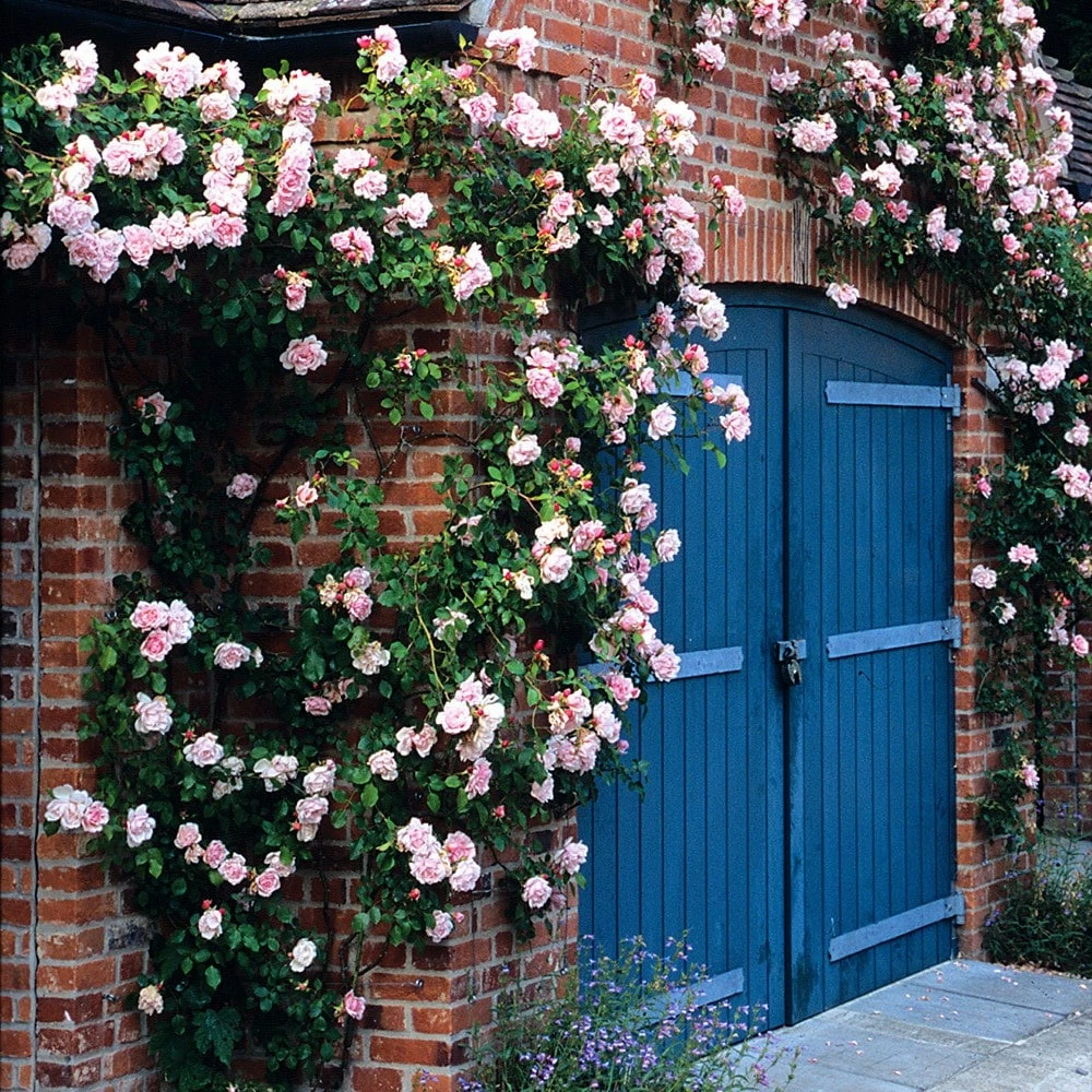 Rosa 'Albertine' 4 Rosa 'Albertine' - Image 2