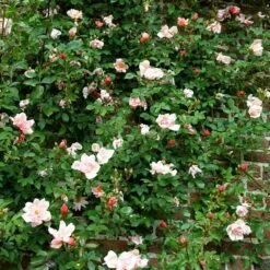 Rosa 'Albertine' 8 Rosa 'Albertine' -plant store pl0000001273 card3 lg
