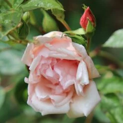 Rosa 'Albertine' 9 Rosa 'Albertine' -plant store pl0000001273 card4 lg