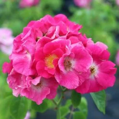 Rosa 'American Pillar'