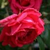 Rosa 'Paul's Scarlet Climber' -plant store pl0000001281