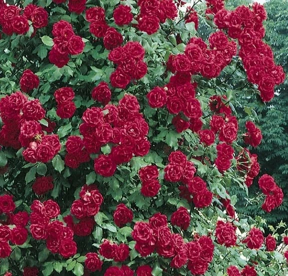 Rosa 'Paul's Scarlet Climber' 4 Rosa 'Paul's Scarlet Climber' - Image 2