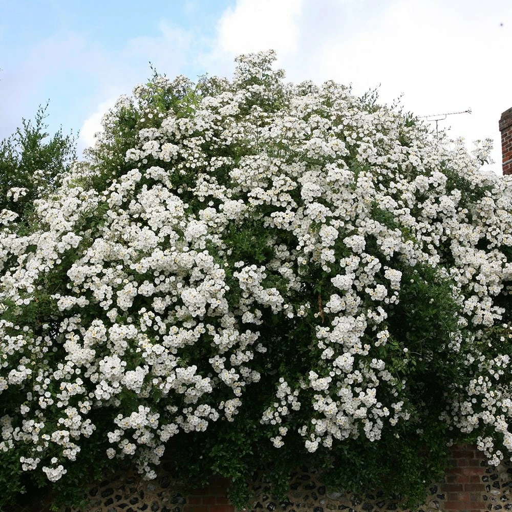 Rosa 'Rambling Rector' 4 Rosa 'Rambling Rector' - Image 2