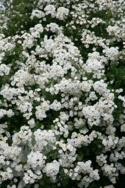 Rosa 'Rambling Rector' 9 Rosa 'Rambling Rector' -plant store pl0000001282 card4 lg