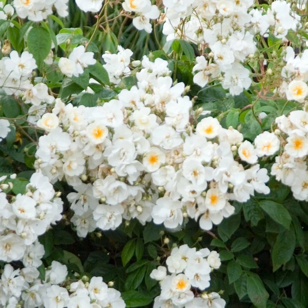 Rosa 'Wedding Day' 4 Rosa 'Wedding Day' - Image 2