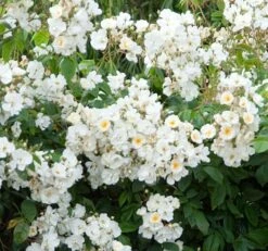 Rosa 'Wedding Day' 7 Rosa 'Wedding Day' -plant store pl0000001284 card3 lg