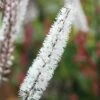 Actaea Simplex Atropurpurea Group -plant store pl0000001372