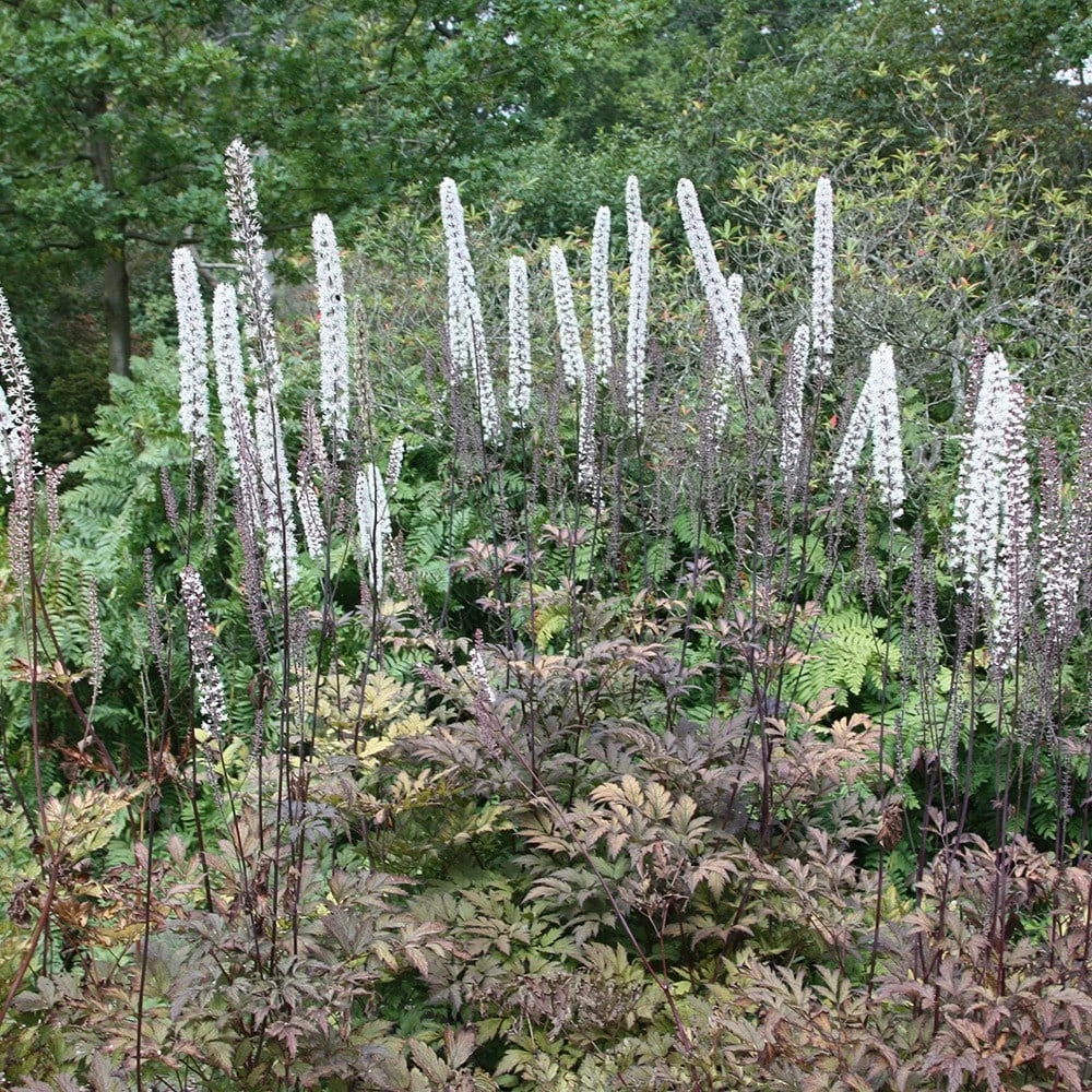 Actaea Simplex Atropurpurea Group 4 Actaea Simplex Atropurpurea Group - Image 2