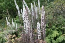 Actaea Simplex Atropurpurea Group 8 Actaea Simplex Atropurpurea Group -plant store pl0000001372 card3 lg