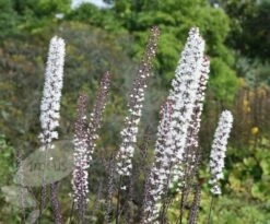 Actaea Simplex Atropurpurea Group 9 Actaea Simplex Atropurpurea Group -plant store pl0000001372 card4 lg