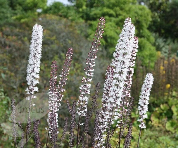 Actaea Simplex Atropurpurea Group 6 Actaea Simplex Atropurpurea Group - Image 4