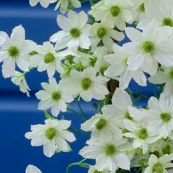 Clematis 'Early Sensation' -plant store pl0000001383 card2 lg