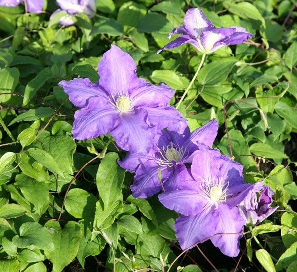 Clematis 'Lasurstern' 4 Clematis 'Lasurstern' - Image 2