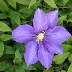Clematis 'Lasurstern' 7 Clematis 'Lasurstern' -plant store pl0000001388 card3 lg