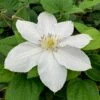 Clematis 'Marie Boisselot' -plant store pl0000001389