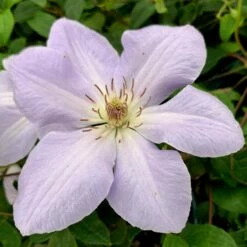 Clematis 'Special Occasion'