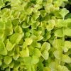 Lysimachia Nummularia 'Aurea' -plant store pl0000001470