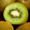 Kiwi Fruit 'Jenny' 2 Kiwi Fruit 'Jenny' -plant store pl0000001580