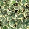 Hedera Algeriensis 'Gloire De Marengo' -plant store pl0000001637
