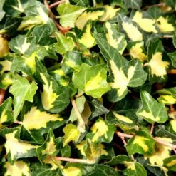 Hedera Helix 'Oro Di Bogliasco'