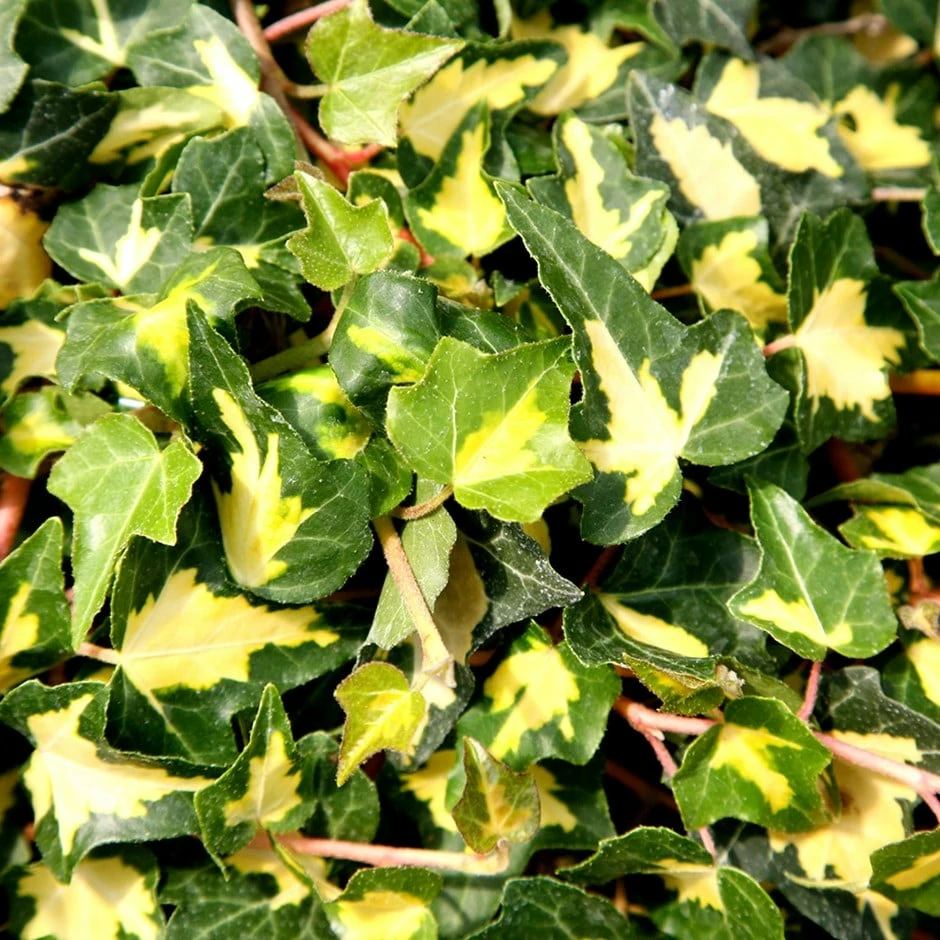 Hedera Helix 'Oro Di Bogliasco' 3 Hedera Helix 'Oro Di Bogliasco'