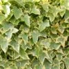 Hedera Helix 'Goldchild' -plant store pl0000001649