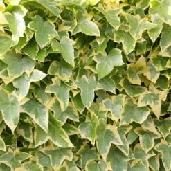 Hedera Helix 'Goldchild'