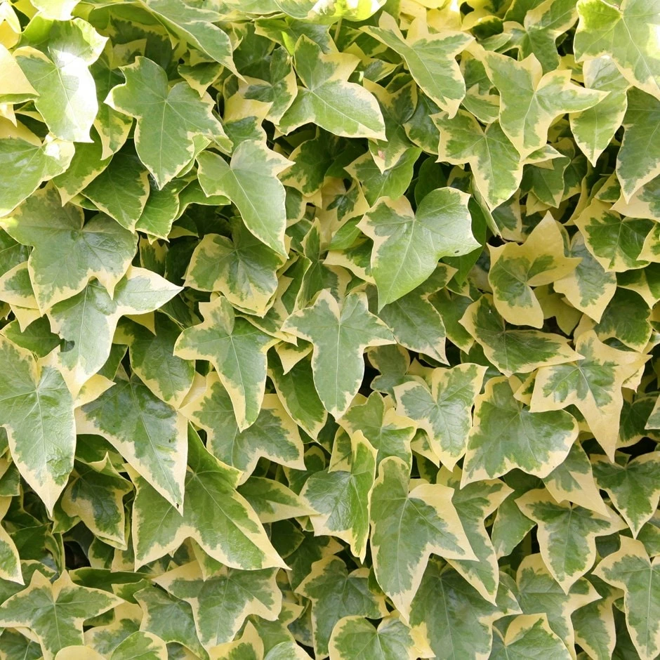 Hedera Helix 'Goldchild' 3 Hedera Helix 'Goldchild'