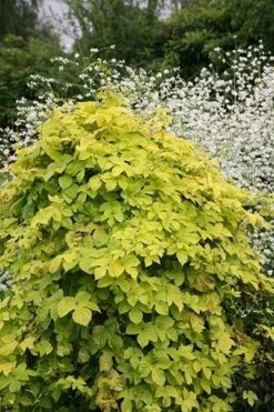 Humulus Lupulus 'Aureus' -plant store pl0000001664 card4 lg