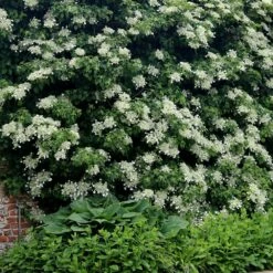 Hydrangea Anomala Subsp. Petiolaris -plant store pl0000001665 card4 lg