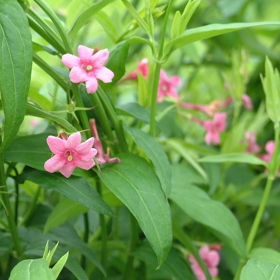 Jasminum Beesianum 3 Jasminum Beesianum