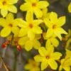Jasminum Nudiflorum -plant store pl0000001667
