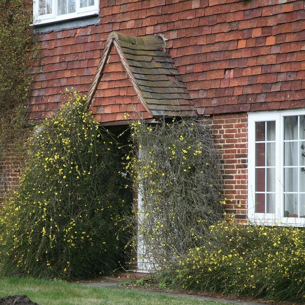 Jasminum Nudiflorum 4 Jasminum Nudiflorum - Image 2