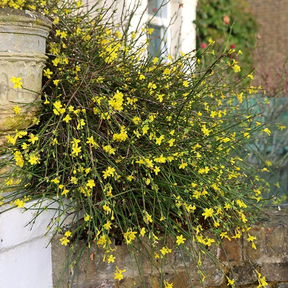 Jasminum Nudiflorum 5 Jasminum Nudiflorum - Image 3