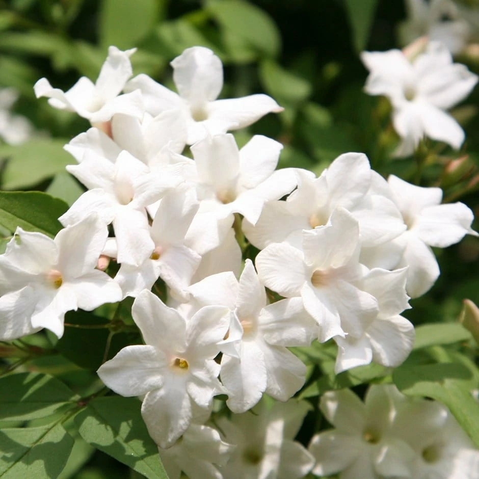Jasminum Officinale 3 Jasminum Officinale