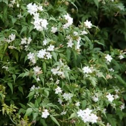 Jasminum Officinale 8 Jasminum Officinale -plant store pl0000001668 card3 lg
