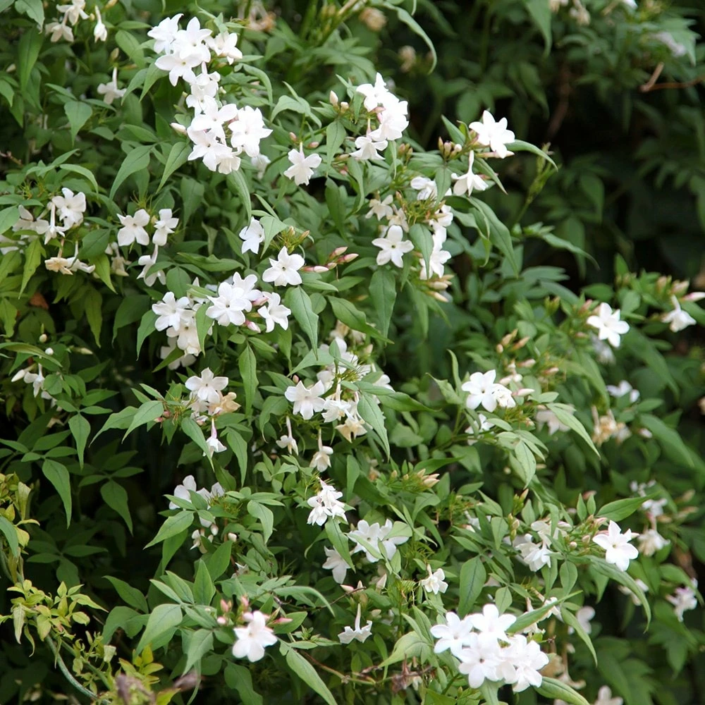 Jasminum Officinale 5 Jasminum Officinale - Image 3