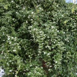 Jasminum Officinale 9 Jasminum Officinale -plant store pl0000001668 card4 lg