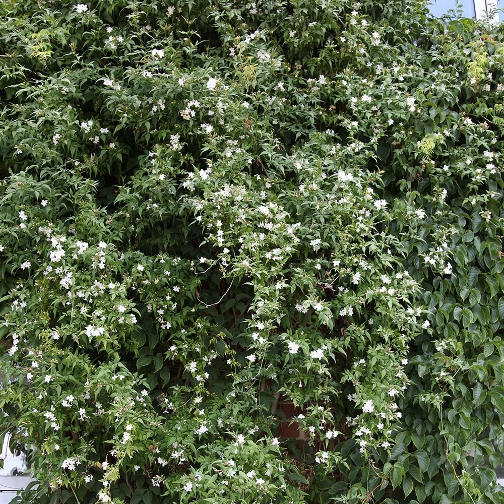 Jasminum Officinale 6 Jasminum Officinale - Image 4
