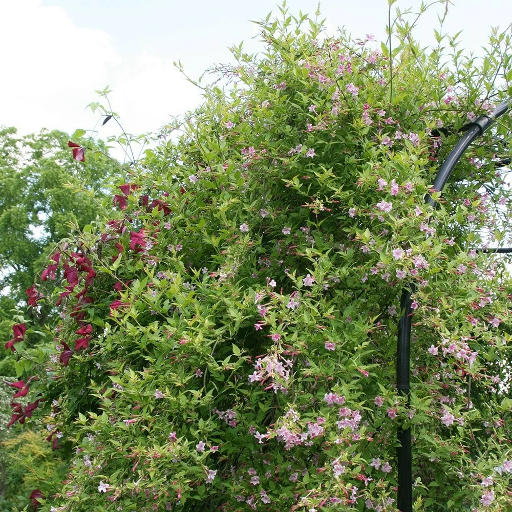 Jasminum × Stephanense 4 Jasminum × Stephanense - Image 2