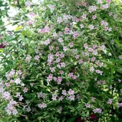 Jasminum × Stephanense 7 Jasminum × Stephanense -plant store pl0000001673 card3 lg