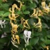 Lonicera Japonica 'Halliana' 1 Lonicera Japonica 'Halliana' -plant store pl0000001678
