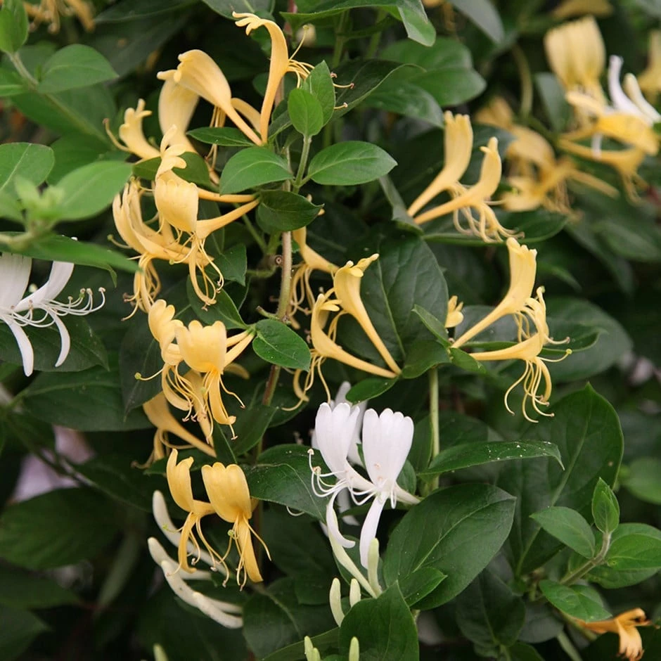 Lonicera Japonica 'Halliana' 3 Lonicera Japonica 'Halliana'