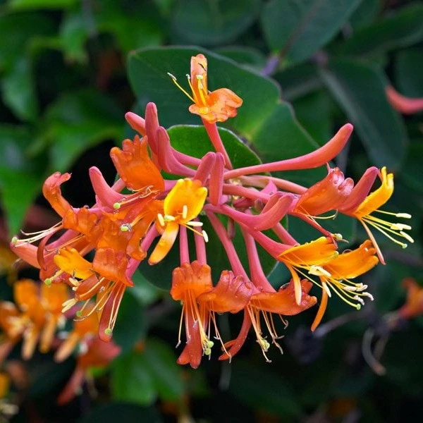 Lonicera 'Mandarin' 3 Lonicera 'Mandarin'