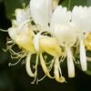 Lonicera Periclymenum 'Heaven Scent' -plant store pl0000001682