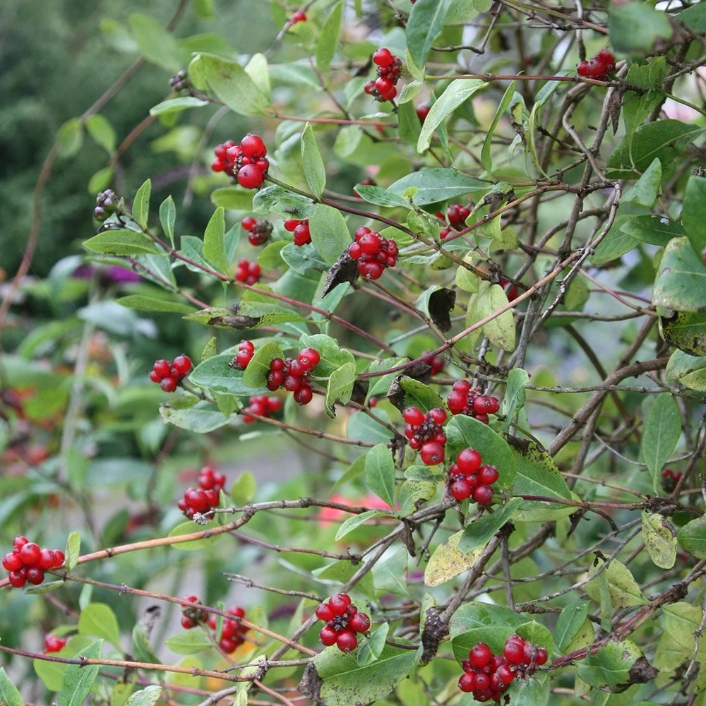 Lonicera Periclymenum 'Belgica' 4 Lonicera Periclymenum 'Belgica' - Image 2