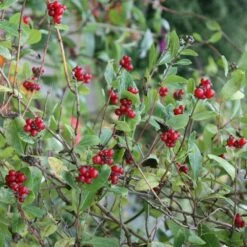 Lonicera Periclymenum 'Belgica' 7 Lonicera Periclymenum 'Belgica' -plant store pl0000001683 card4 lg